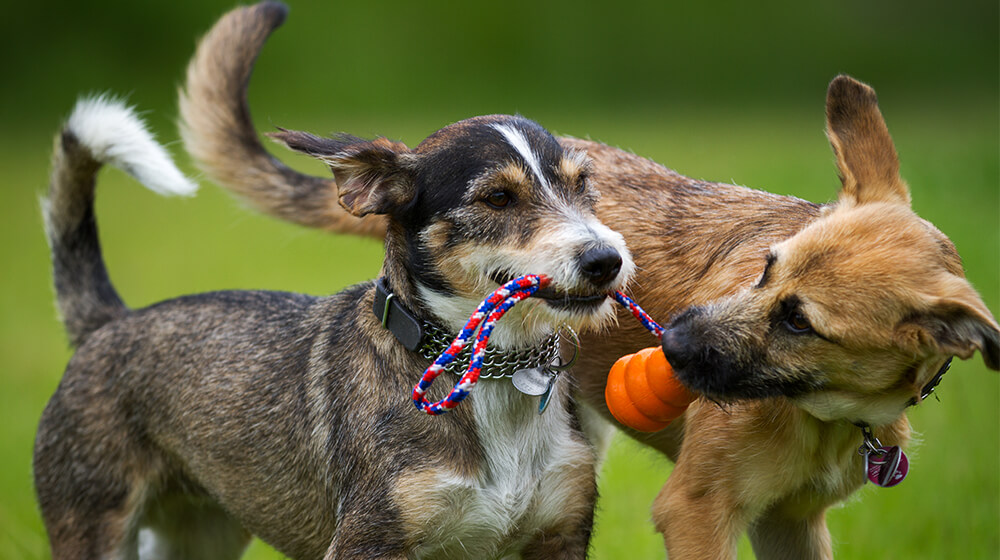 How to Start a Doggy Daycare