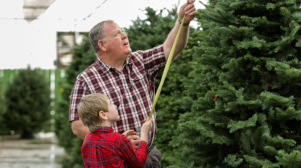 How to Start a Tree Farm