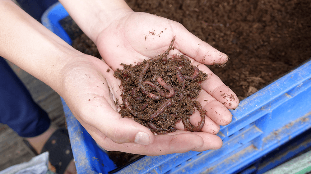 how to start a worm farm